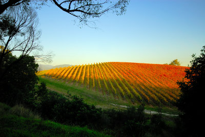Vineyard in Autumn sun ~