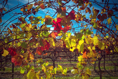 Autumn Vines