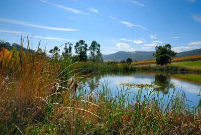 Tarrawarra Autumn Pond