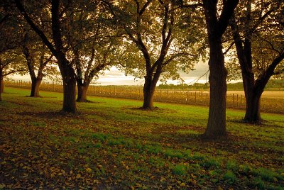 Trees  & vineyard