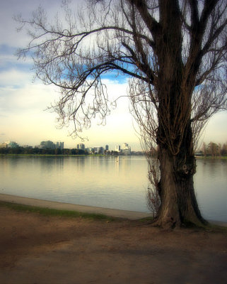 Tree by Albert Park Lake ~~