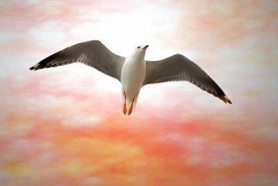 Jonathon Seagull ~*