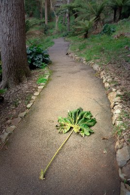 Fallen Leaf on Path
