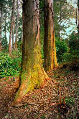  Trees & Wood