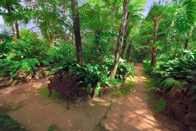 Inside the fernery