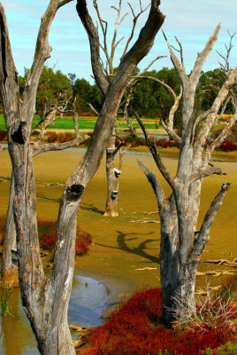 Kyrabram wetlands