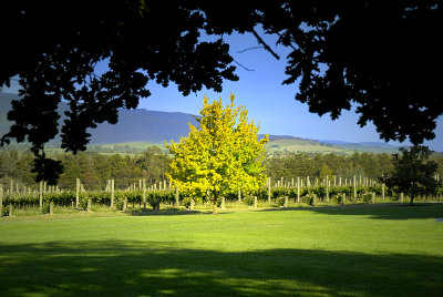 Domaine Chandon Vineyard