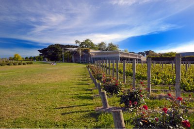 Restaurant and vines