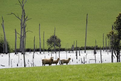 Sheep by the Lake