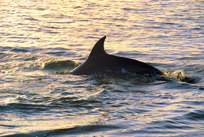 Dolphin in the golden sunset ~