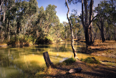 River in the forest