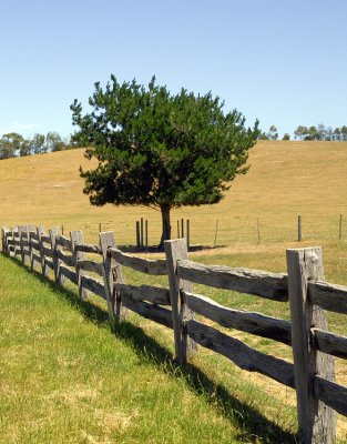 Old fence  and tree