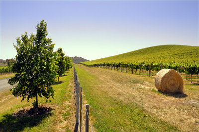 Yarra Valley Vineyard