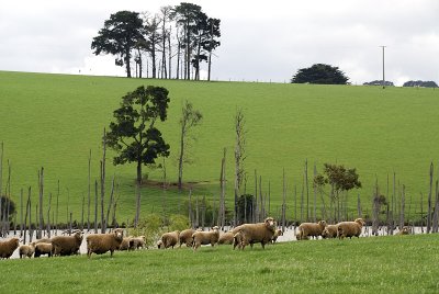East Gippsland Sheep Farm ~