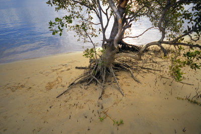 Roots in the sand on Goat Island