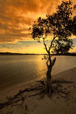 beach tree in the sunset