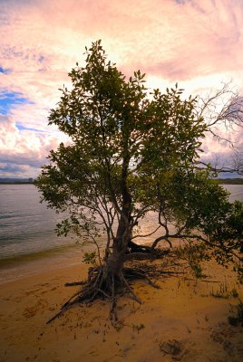 sand tree on the waters edge