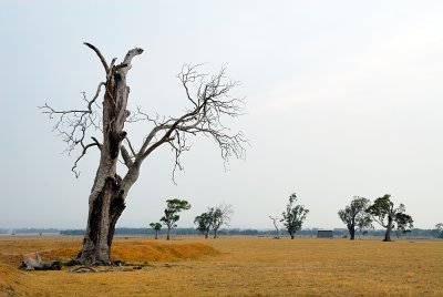 Fields of drought ~*