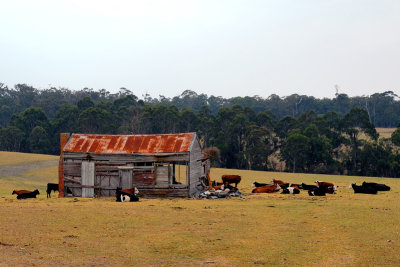 abandoned barn and cows