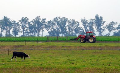 tractor and cow