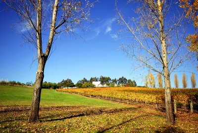 Tarrawarra Estate vineyards