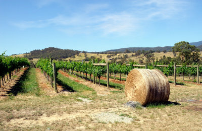 Hay bale in the vineyard