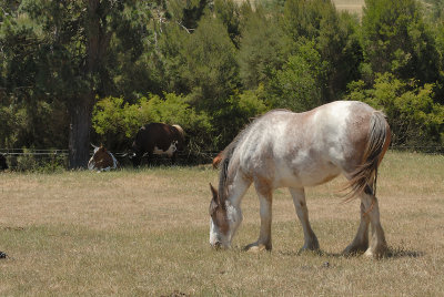 Horse in the paddock