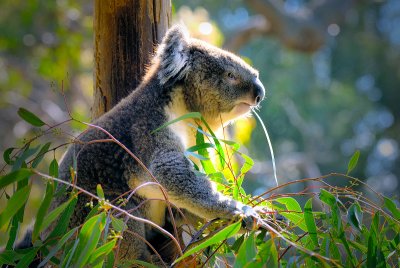 Koala chewing gum leaf  ~