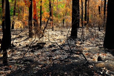 burnt forest
