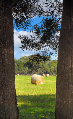 Hay bale between the trees