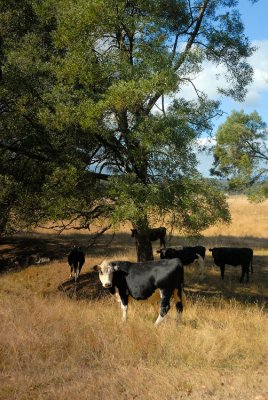 Cows taking shade