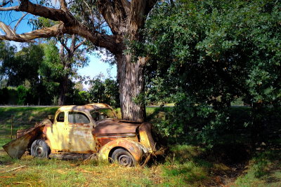 The old ute beneath the tree