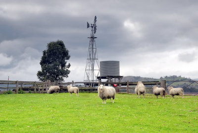 Sheep and windmill ~