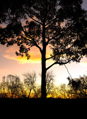 Tree silhouette ~