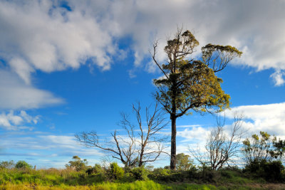 Australian native tree