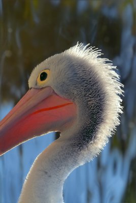 Pelican up close ~