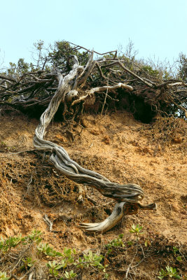 Roots in the sand dune ~