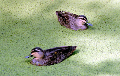 Ducks in the green pond ~