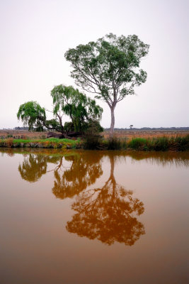 Gum tree reflection on the river ~