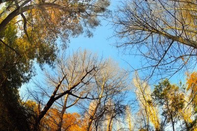Autumn trees under blue sky