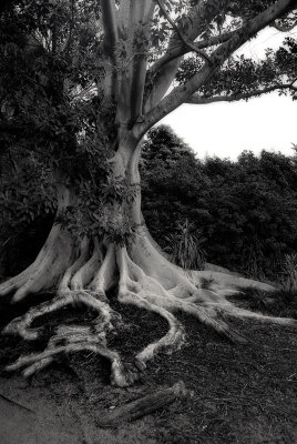 100 year old roots ~