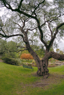 Bench by the tree