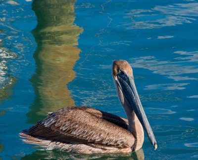 Pelican