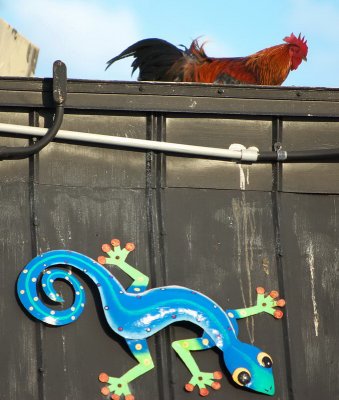 Rooster And Lizard