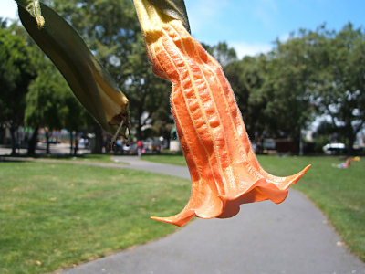 tree datura flower, Washington Square Park