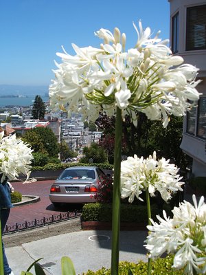 flowers on Lombard Street