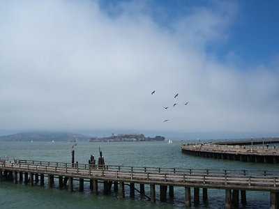 SF Bay, Alcatraz Island, pelicans