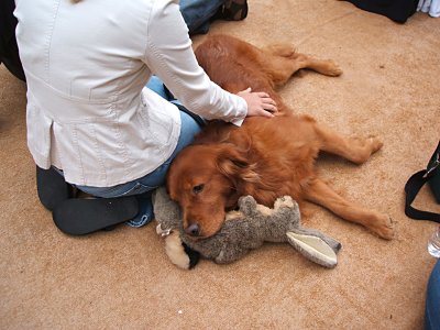 dog with rabbit, Filmore Street fair