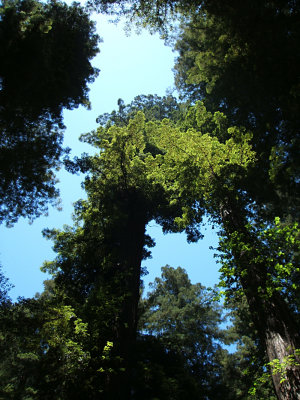 Armstrong Redwoods State Preserve