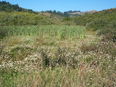 varied landscape, Willow Creek Road, Pomo Canyon